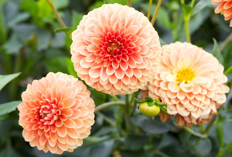 डहेलिया फूल - Dahlia Flower that Bloom in Summer in Hindi